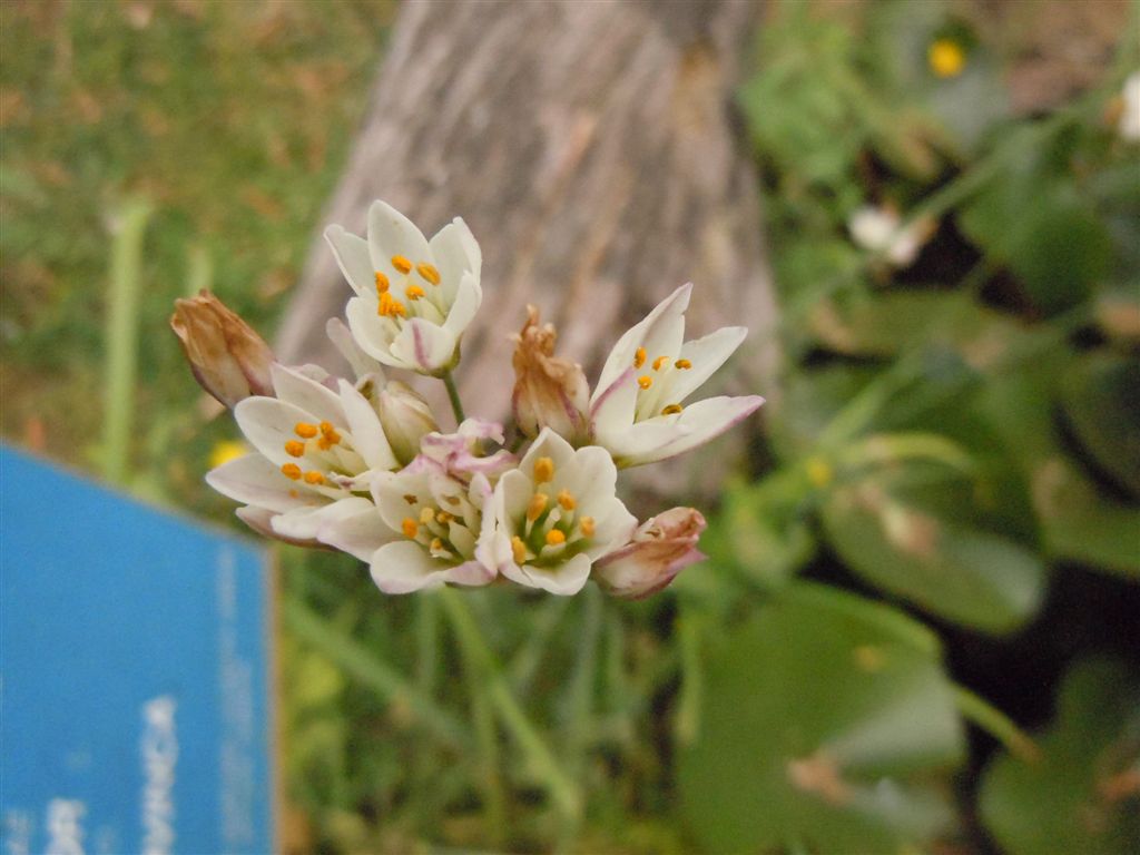 Nothoscordum gracile / Aglio fragrante